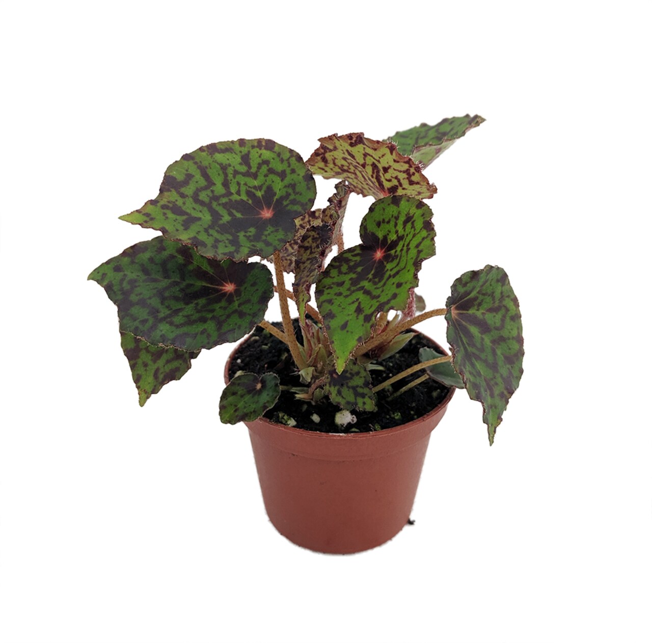 Mysterious Red Planet Begonia Plant -2.5" Pot- Terrarium/Fairy Garden/HousePlant